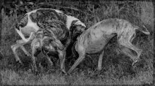 Hunting / ***