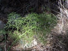 fern. / ***