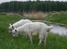 Goats graze on the meadow / ***