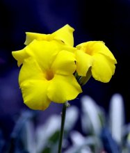 Blumen / ***