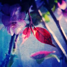 flower / ***