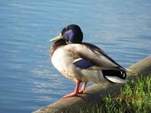 Ente / _____