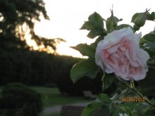 Rosette / ***