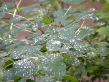 pearly tears rain / ***