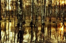 melted snow / ***