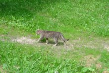 More cat / ***
