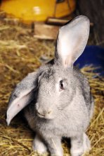 Brer-Rabbit / """""