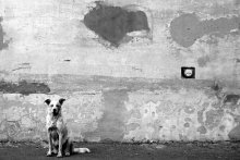 Hund und Katze / ***
