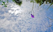 Flower in the sky / ***