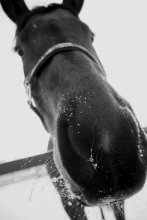 Horse / ***