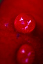 droplet lifetime / ***