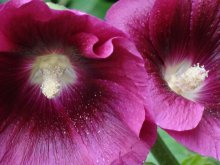 assorted mallow / ***