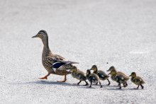 Who walks together in a row ... / ***