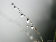 drop, drop / .................................
