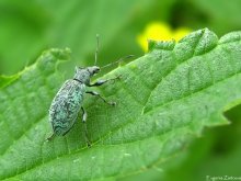 Weevil leaf green / ***