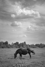 Meadow / ***