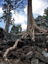 Tentacles of the jungle / ***