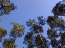 Pine / ***