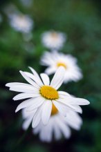 Again Daisies / ***