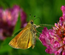 Skippers forest Ochlodes sylvanus / ***