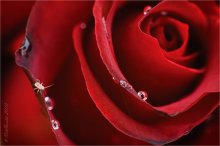 Rose / *****
