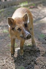 Wildschwein - Basia! / ***