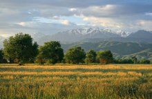 Morning, the Almaty mountains. / ***