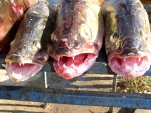 Fish Choir / ***