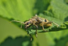 Chernopyatnisty ragy Rhagium mordax / Rhagium mordax