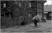 Country Life. / * * *