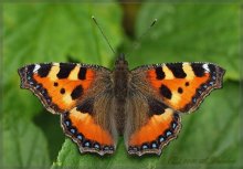 Full Frontal (Aglais urticae - Urticaria) / ***