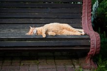 A midsummer quiet / ******