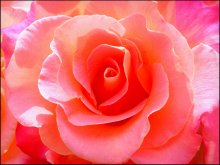 rose / ***