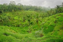 rice terraces / ***