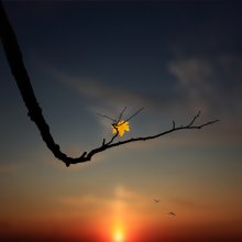 The last leaf / ***