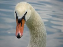 Höckerschwan / ***