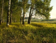 June morning / ***