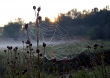 hanging in the Thorn / ________________