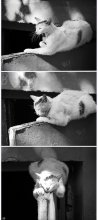 Falling asleep .. / ***