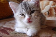 My cat / no comments
