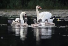 Ballett als Familie / ***
