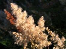 Sommer Schmuck / ***