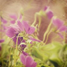 floral sur / ***