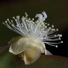 Egokolyuchesti flowers - "Haircut" / ***