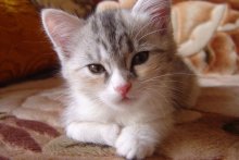 My cat / no comment