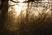 Thicket / ***