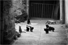 Cats (part 2) / ++++++++++++++++