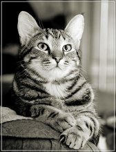 Portrait eines Freundes / ***