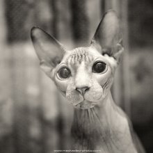 pet portrait / ***