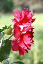 Flower / ***
